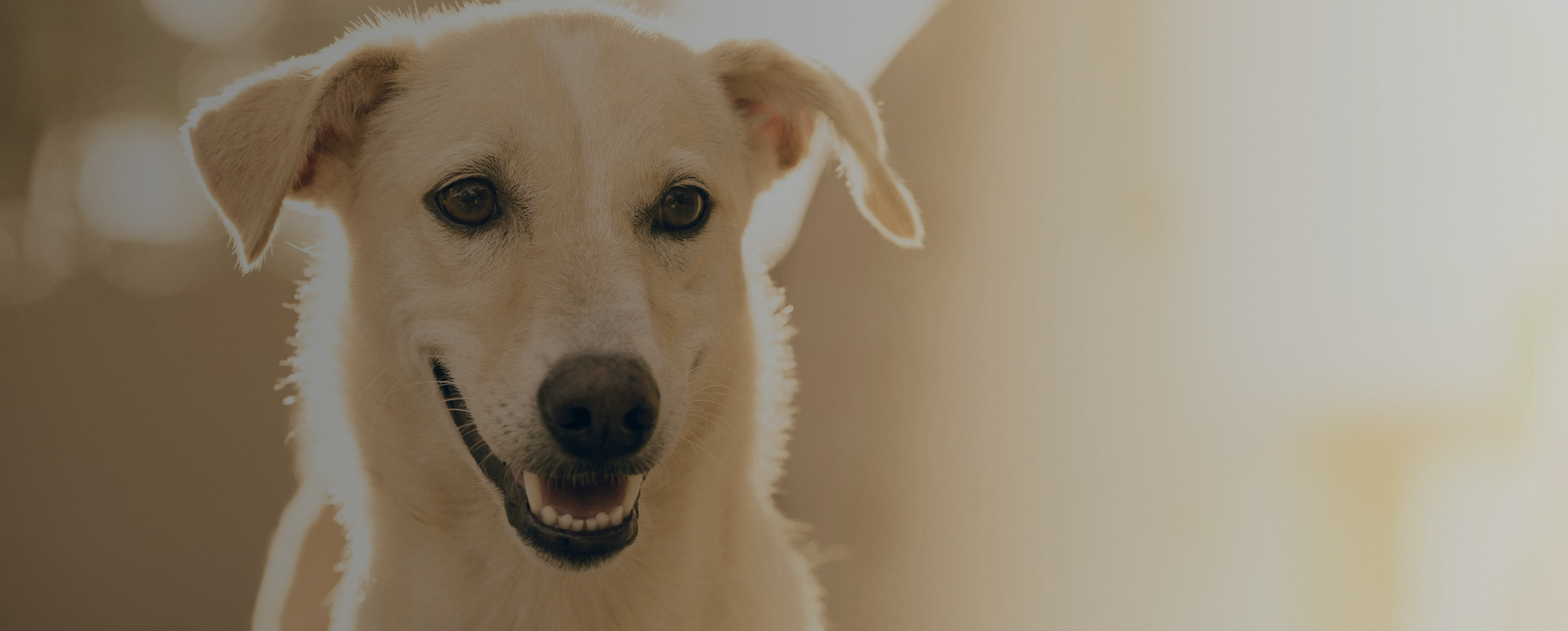 Afbeelding zonder ALT