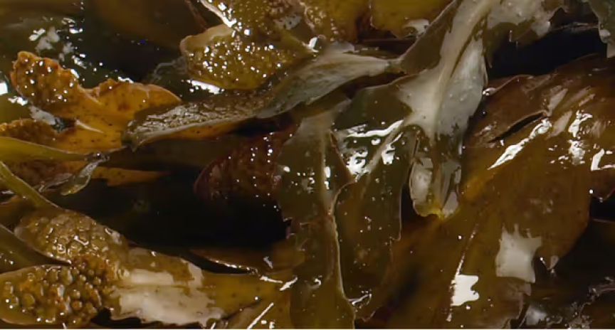 Afbeelding zonder ALT