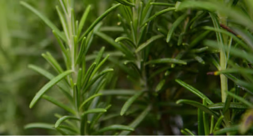 Afbeelding zonder ALT